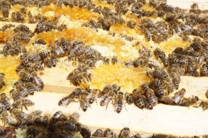 Mey schafft Lebensraum für Bienen