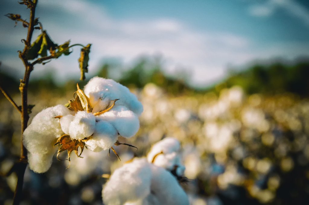 Usbekistan: Cotton Campaign beendet Boykottaufruf