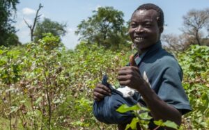 Cotonea führend bei biologischer und fairer Baumwolle