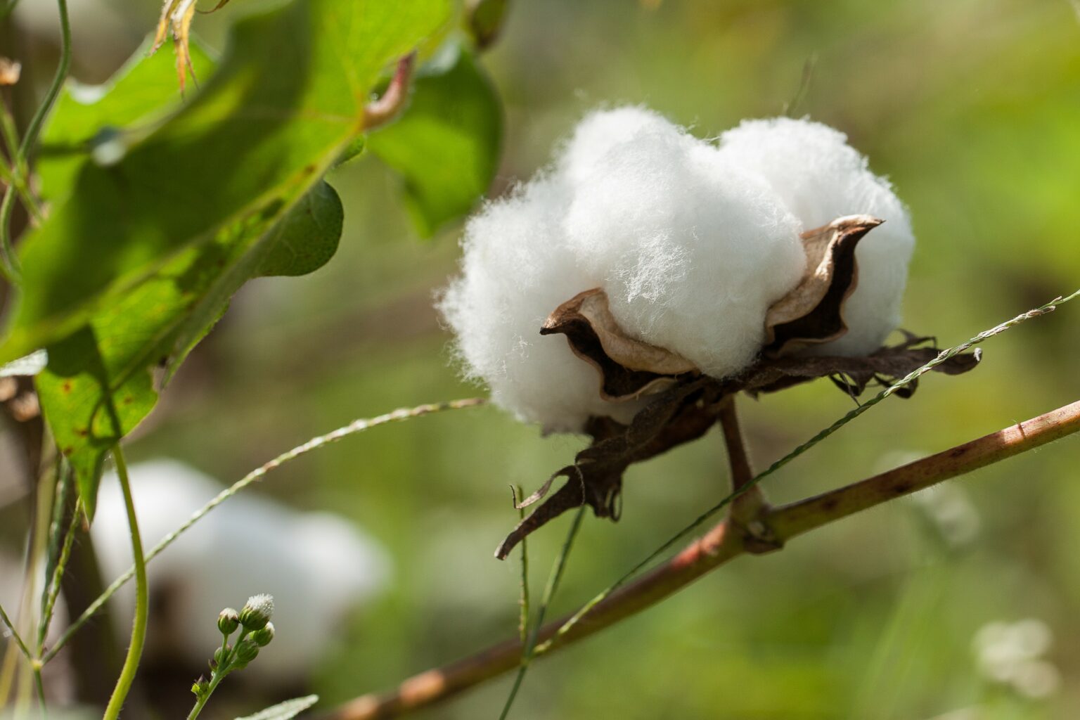 Cotonea setzt neuen Maßstab bei der Umweltbilanzierung